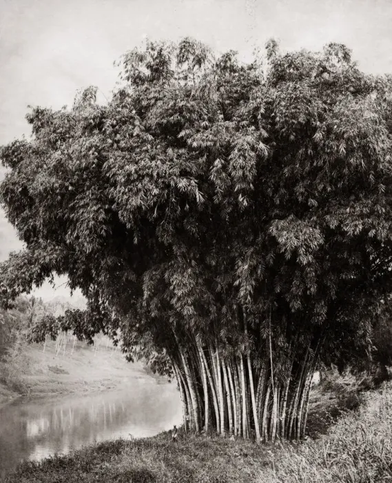 Framed Print : Giant bamboo, Ceylon (Sri Lanka) c. 1880 s Framed Print : Giant bamboo, Ceylon (Sri Lanka) c. 1880 s