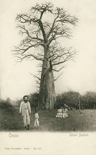 Giant Baobab Tree - Congo, Central Africa