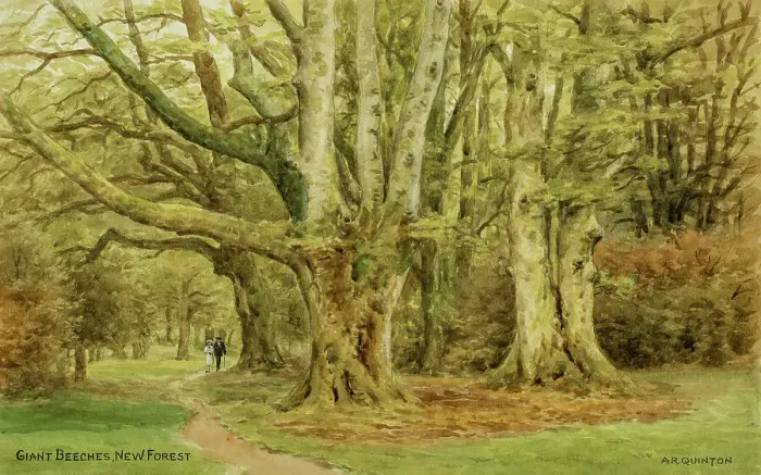 Framed Print : Giant Beeches, New Forest, Hampshire Framed Print : Giant Beeches, New Forest, Hampshire