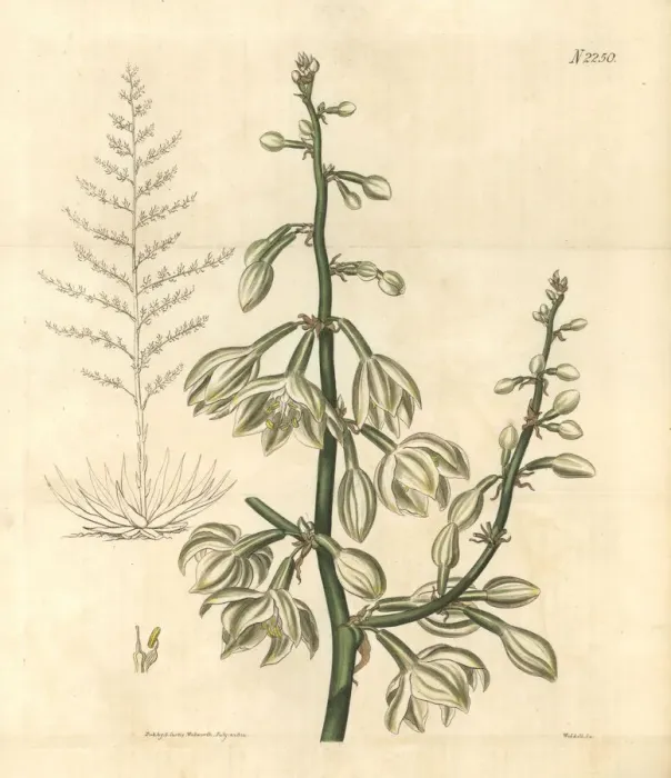 Framed Print : Giant cabuya, Furcraea foetida