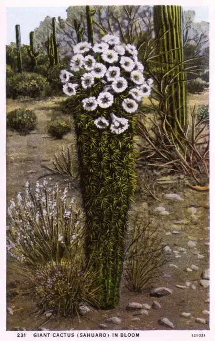 Framed Print : Giant Cactus (Sahuaro) in bloom - Arizona, USA Framed Print : Giant Cactus (Sahuaro) in bloom - Arizona, USA
