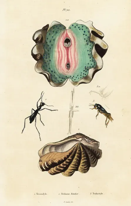 Framed Print : Giant clam and beetles Framed Print : Giant clam and beetles