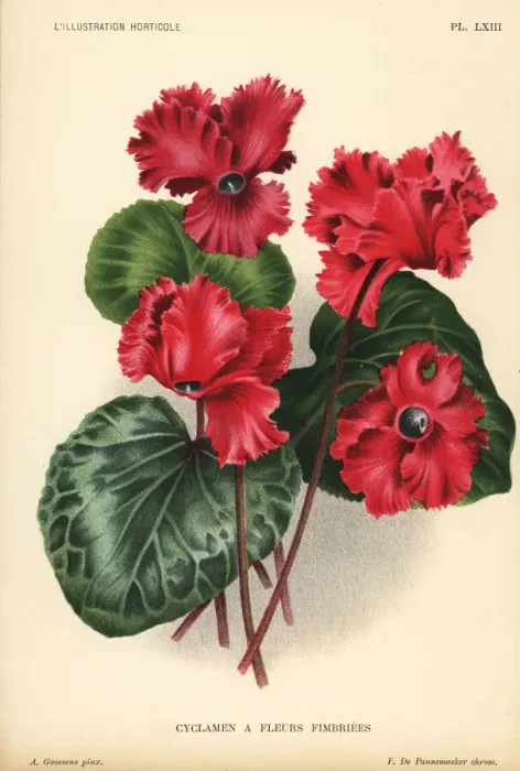 Framed Print : Giant cyclamen cultivar, Cyclamen persicum var. giganteum Framed Print : Giant cyclamen cultivar, Cyclamen persicum var. giganteum