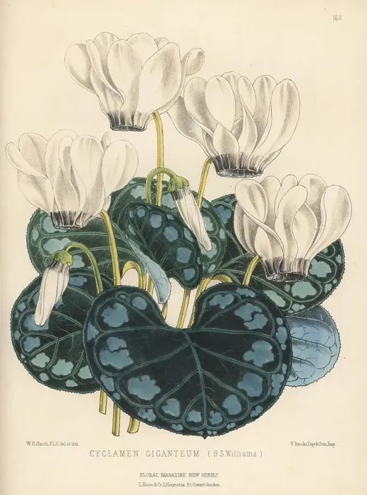 Framed Print : Giant cyclamen, Cyclamen persicum var. giganteum Framed Print : Giant cyclamen, Cyclamen persicum var. giganteum