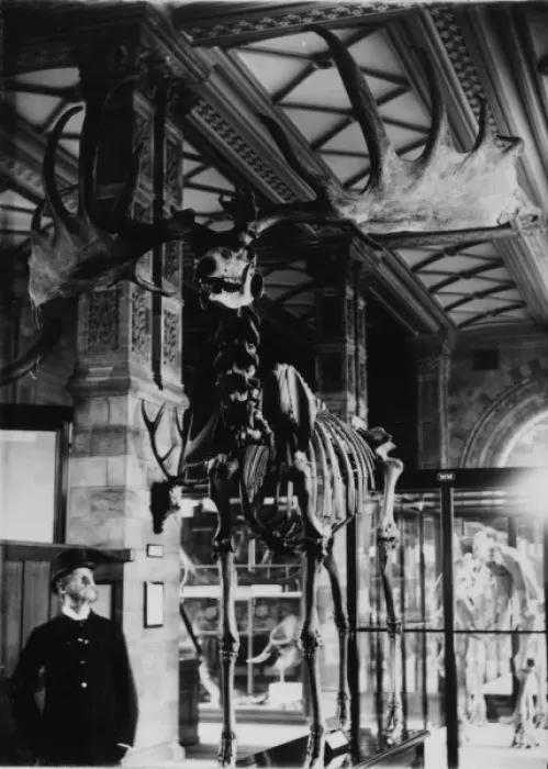 Framed Print : Giant deer, February 1893. The Natural History Museum, Lond Framed Print : Giant deer, February 1893. The Natural History Museum, Lond