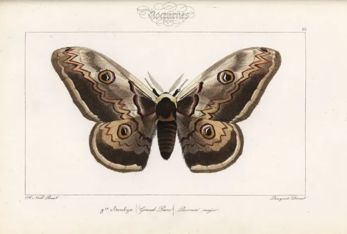 Framed Print : Giant emperor moth, Saturnia pyri Framed Print : Giant emperor moth, Saturnia pyri