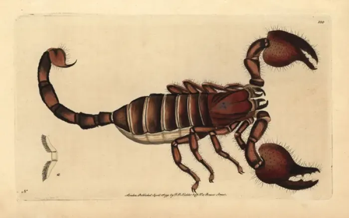 Framed Print : Giant forest scorpion, Heterometrus indus Framed Print : Giant forest scorpion, Heterometrus indus