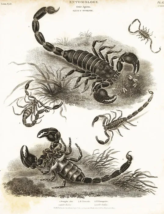Framed Print : Giant forest scorpion, wood scorpion, etc Framed Print : Giant forest scorpion, wood scorpion, etc
