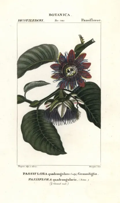 Framed Print : Giant granadilla, Passiflora quadrangularis Framed Print : Giant granadilla, Passiflora quadrangularis
