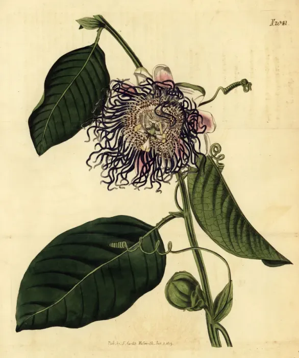 Framed Print : Giant granadilla, Passiflora quadrangularis Framed Print : Giant granadilla, Passiflora quadrangularis
