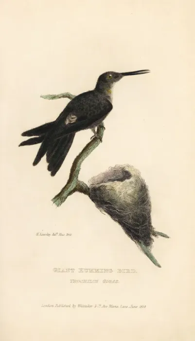 Framed Print : Giant hummingbird, Patagona gigas Framed Print : Giant hummingbird, Patagona gigas