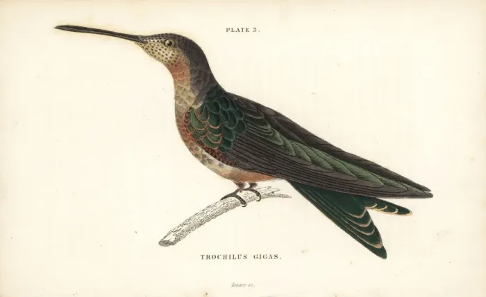 Framed Print : Giant hummingbird, Patagona gigas Framed Print : Giant hummingbird, Patagona gigas