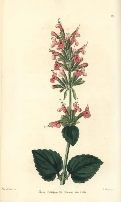 Framed Print : Giant hyssop, Agastache pallida Framed Print : Giant hyssop, Agastache pallida