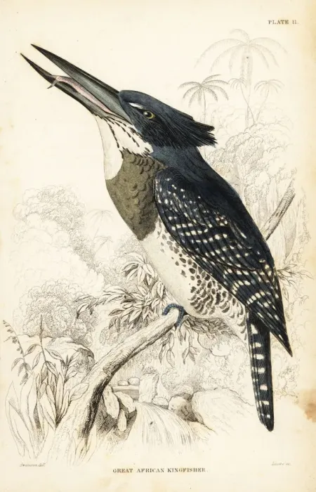Framed Print : Giant kingfisher, Megaceryle maxima gigantea Framed Print : Giant kingfisher, Megaceryle maxima gigantea