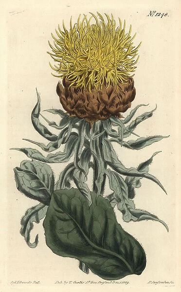 Giant knapweed, Centaurea macrocephala