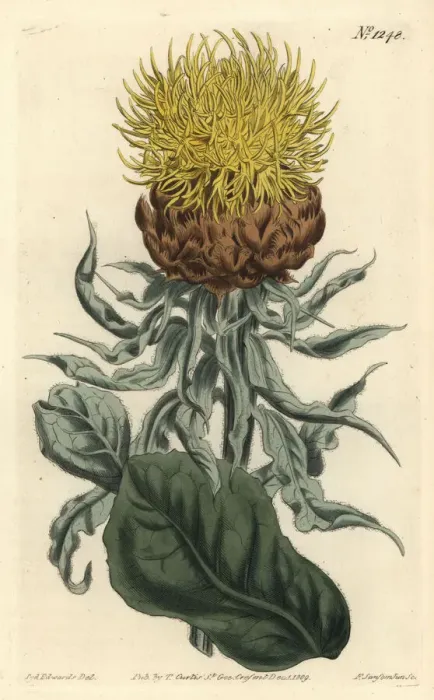 Framed Print : Giant knapweed, Centaurea macrocephala Framed Print : Giant knapweed, Centaurea macrocephala