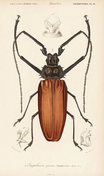 Giant longhorn beetle, Enoplocerus armillatus