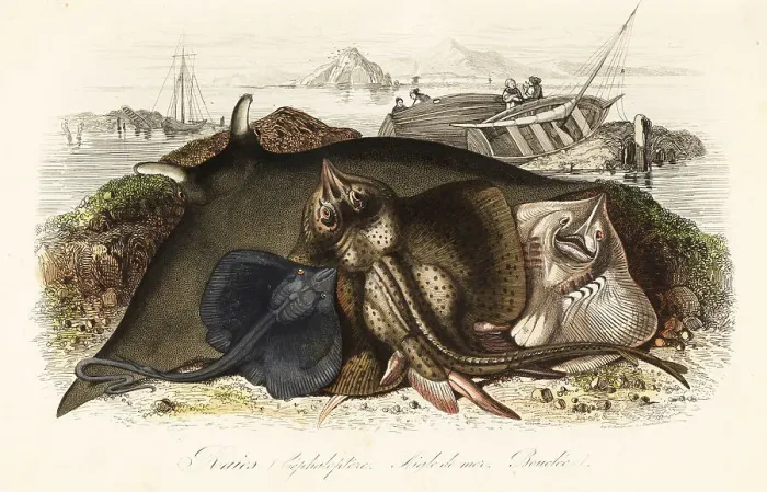 Framed Print : Giant oceanic manta ray, common eagle ray, and thornback ray Framed Print : Giant oceanic manta ray, common eagle ray, and thornback ray