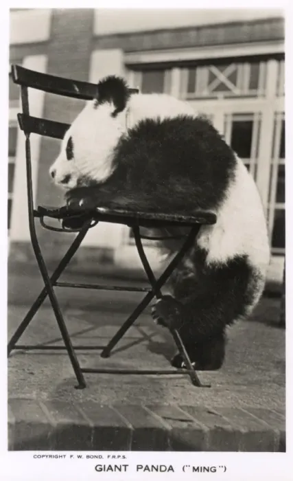 Framed Print : Giant Panda, Ming, leaning on a chair Framed Print : Giant Panda, Ming, leaning on a chair