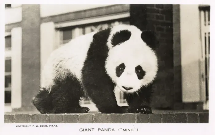 Framed Print : Giant Panda, Ming, sitting on a wall Framed Print : Giant Panda, Ming, sitting on a wall