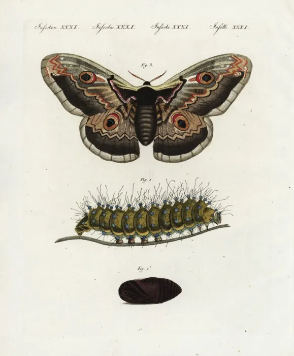 Framed Print : Giant peacock moth, Saturnia pyri Framed Print : Giant peacock moth, Saturnia pyri