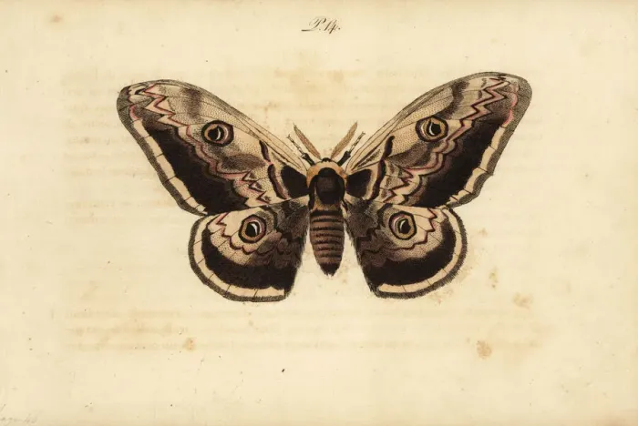 Framed Print : Giant peacock moth, Saturnia pyri Framed Print : Giant peacock moth, Saturnia pyri