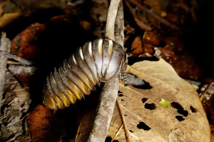 Framed Print : Giant Pill Millipede negotiates a fallen twig Framed Print : Giant Pill Millipede negotiates a fallen twig