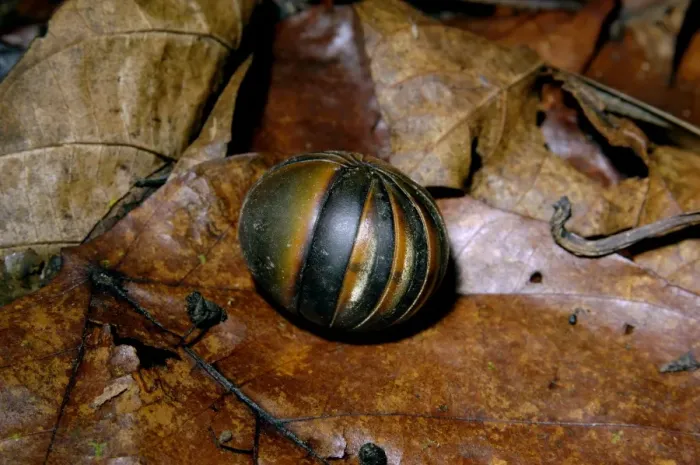 Framed Print : Giant Pill Millipede rolls into a ball in danger Framed Print : Giant Pill Millipede rolls into a ball in danger