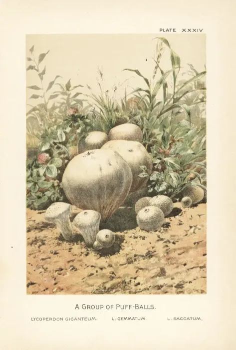 Framed Print : Giant puffball, common puffball and pestle puffball Framed Print : Giant puffball, common puffball and pestle puffball