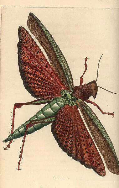 Giant red-winged grasshopper, Tropidacris cristata dux