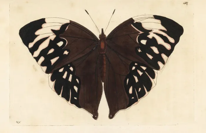 Framed Print : Giant saturn butterfly, Zeuxidia aurelius Framed Print : Giant saturn butterfly, Zeuxidia aurelius