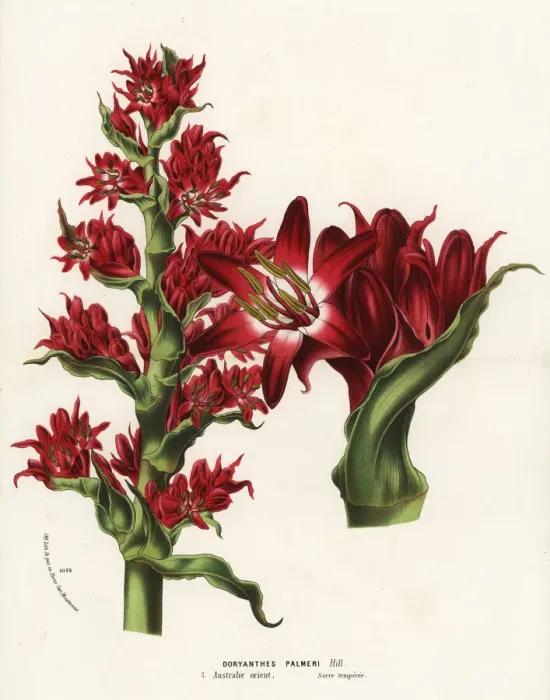 Framed Print : Giant spear lily, Doryanthes palmeri. Australia