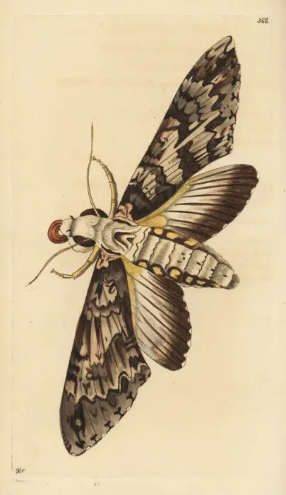 Framed Print : Giant sphinx moth, Cocytius antaeus Framed Print : Giant sphinx moth, Cocytius antaeus