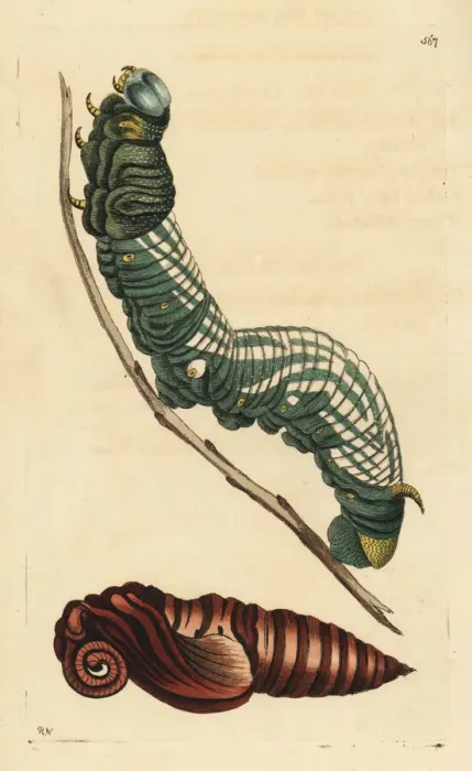 Framed Print : Giant sphinx moth, Cocytius antaeus, caterpillar and pupa Framed Print : Giant sphinx moth, Cocytius antaeus, caterpillar and pupa