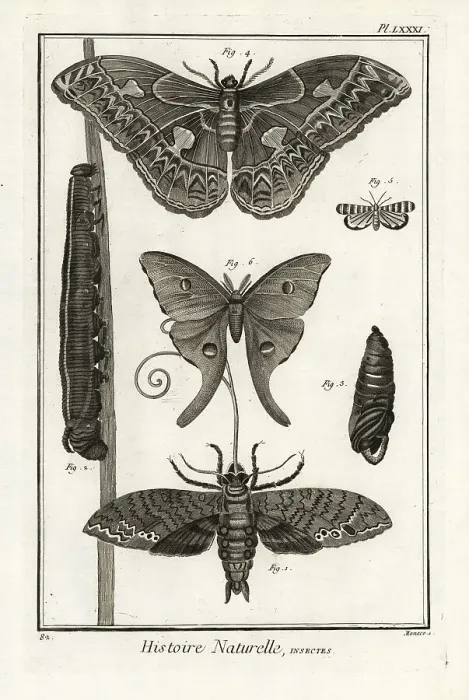 Framed Print : Giant sphinx, Rothschildia aurota, Luna moth Framed Print : Giant sphinx, Rothschildia aurota, Luna moth