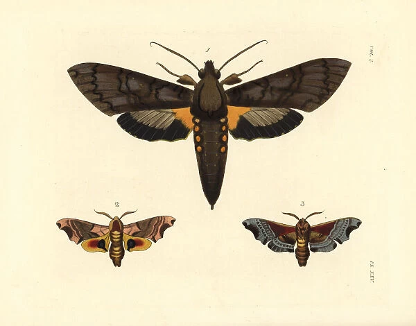 Giant sphinx and twin-spotted sphinx moths