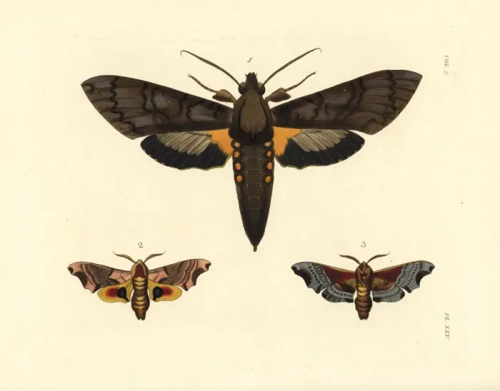 Framed Print : Giant sphinx and twin-spotted sphinx moths Framed Print : Giant sphinx and twin-spotted sphinx moths