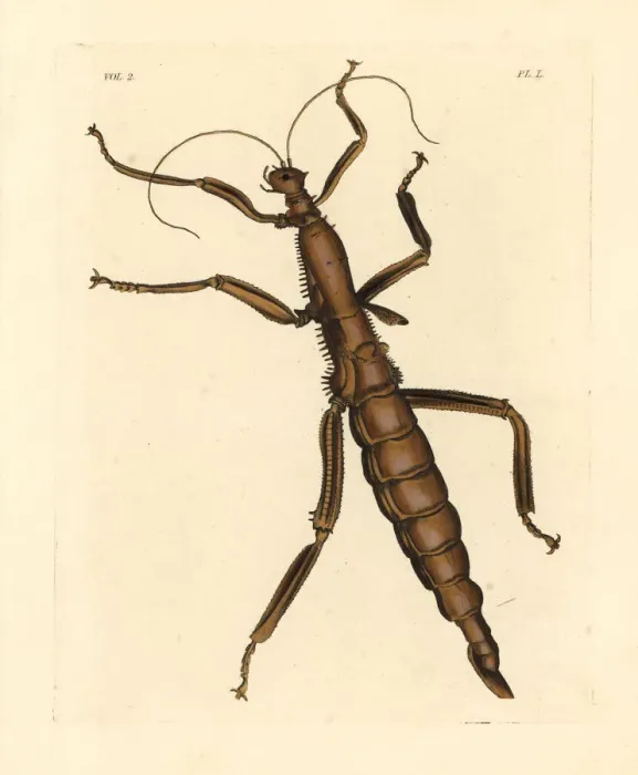 Framed Print : Giant stick insect, Phasma gigas Framed Print : Giant stick insect, Phasma gigas