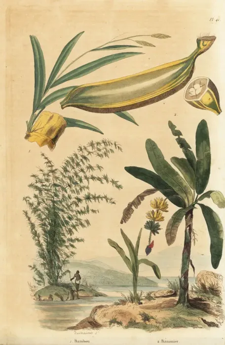 Framed Print : Giant thorny bamboo and banana tree with fruit Framed Print : Giant thorny bamboo and banana tree with fruit
