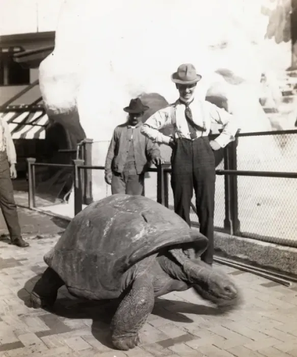 Framed Print : Giant Tortoise Framed Print : Giant Tortoise