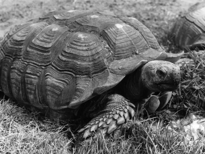 Framed Print : Giant Tortoise Framed Print : Giant Tortoise