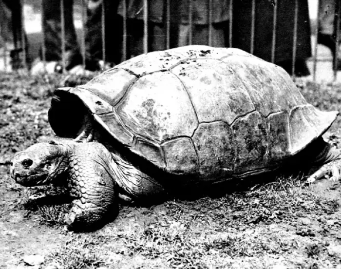 Framed Print : Giant Tortoise at London Zoo, 1936 Framed Print : Giant Tortoise at London Zoo, 1936