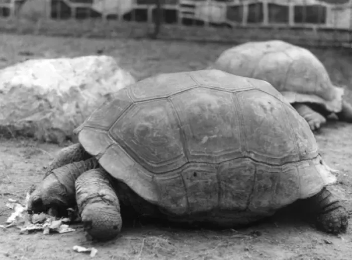 Framed Print : Giant Tortoises Framed Print : Giant Tortoises