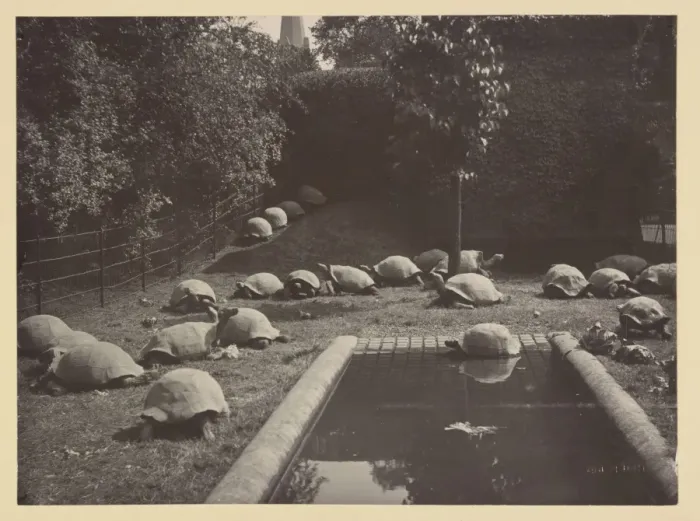 Framed Print : Giant tortoises at Tring Park Framed Print : Giant tortoises at Tring Park
