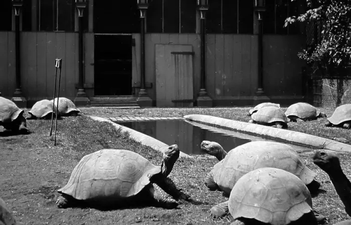 Framed Print : Giant tortoises in a zoo, possibly Regents Park Zoo, London Framed Print : Giant tortoises in a zoo, possibly Regents Park Zoo, London
