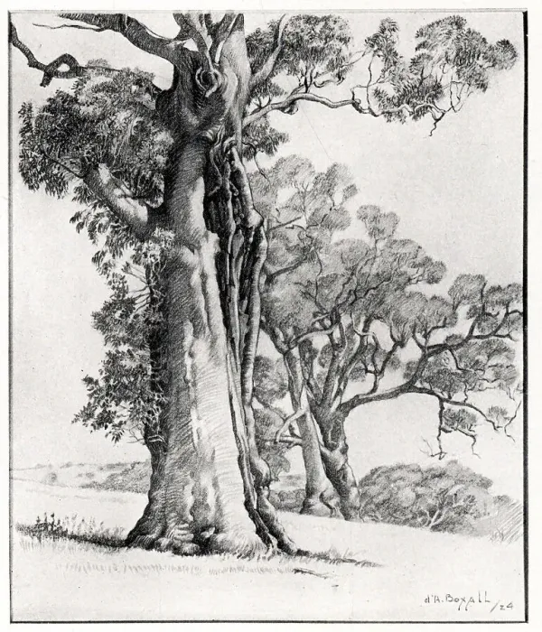 Framed Print : Giant Trees Framed Print : Giant Trees