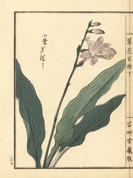 Framed Print : Giboushi or plantain lily, Hosta species Framed Print : Giboushi or plantain lily, Hosta species