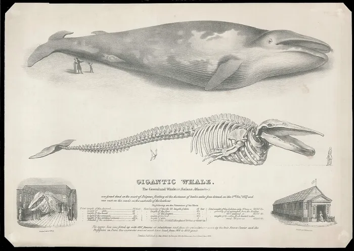 Framed Print : The Gigantic Greenland Whale Framed Print : The Gigantic Greenland Whale