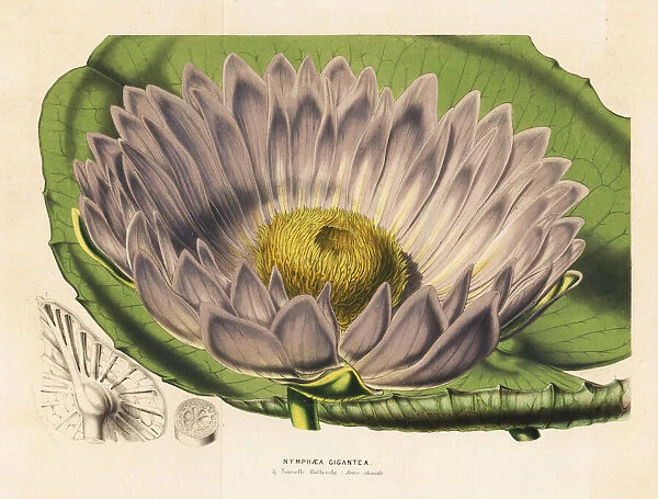 Gigantic water lily variety, Victoria amazonica