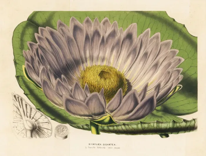 Framed Print : Gigantic water lily variety, Victoria amazonica Framed Print : Gigantic water lily variety, Victoria amazonica